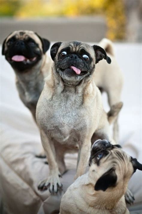 Zucchini Summer Friday Funnies Surprised Pugs