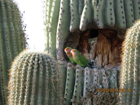 A few stray plants can also be found in southeast. In my quest for bees, I spied these two green parrots ...