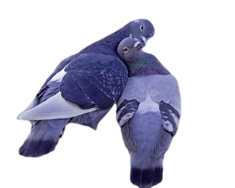 Lovely Pigeons Transparent Png Stickpng