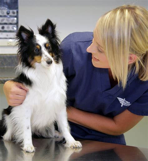 Veterinary Assistant Certificate Training Program | Veterinary assistant, Veterinary, Assistant