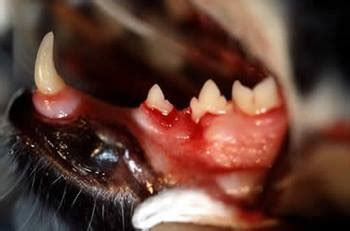 After a thorough evaluation, your periodontist will recommend the best course of professional treatment. Periodontal Disease in Small Animals - Digestive System ...