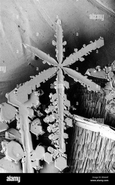 Electron Micrograph Of A Tsuzumi Snowflake Crystal Stock Photo Alamy