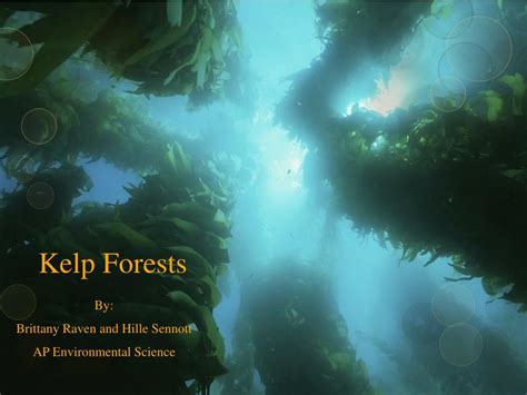 Ppt Kelp Forests Powerpoint Presentation Free Download Id2100542
