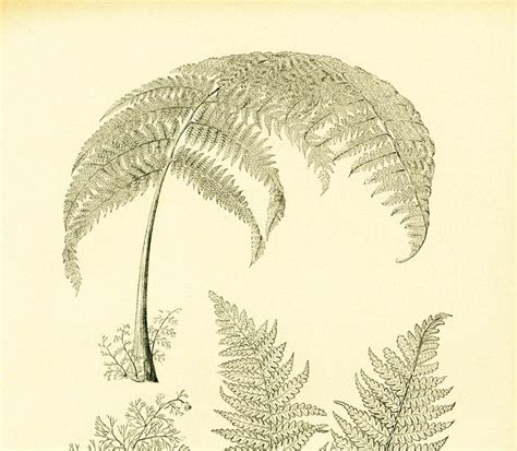 1908 Antique Fern Print Leaf Print Vintage Botanical Wall Etsy