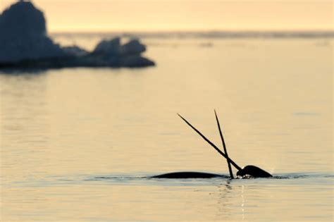 Narwhals Beware Killer Whales Are On The Rise In The Arctic