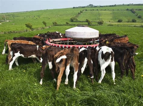Feeding Calves 10 Steps Every Farmer Needs To Follow