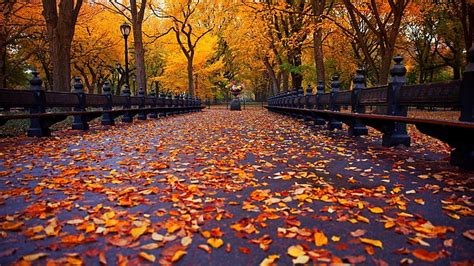 Hd Wallpaper Tree Central Park Walkway Autumn Leaves Romantic