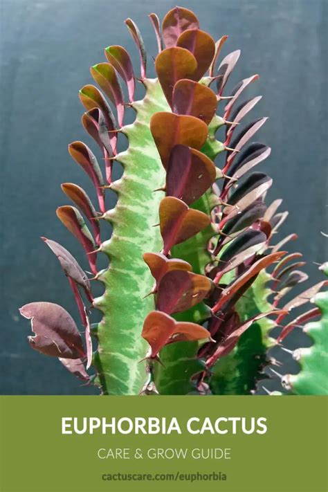 Euphorbia Cactus Care And Grow Complete Guide Cactuscare