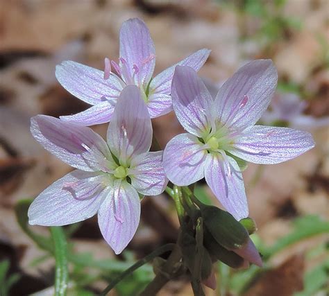 Nature's Most Amazing Spring Ephemeral Wildflowers - Learn Your Land
