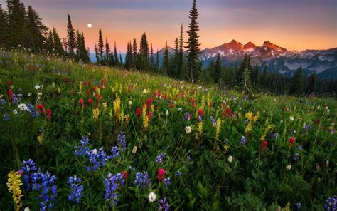 Nature Grass Flowers Trees Conifers Mountain Sunset