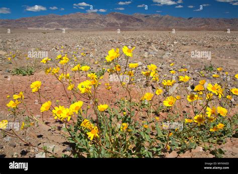 Desert Gold Geraea Canescens Death Valley National Park California