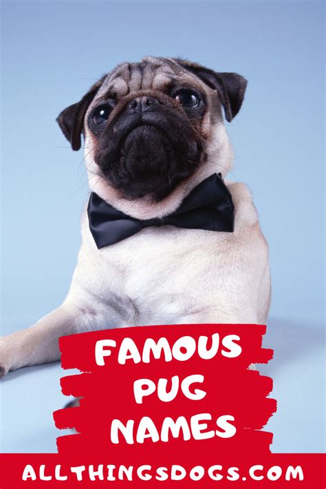 Famous Pug Names In 2021 Pug Names Pugs Cute Dogs Breeds