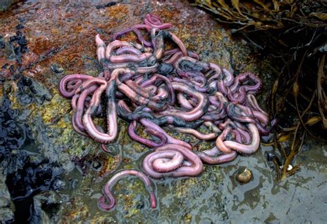 Coastal Conversations Radio Program Marine Worms Maine
