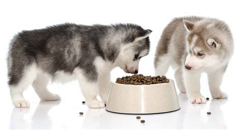 Poor absorption is likely which means giving your dog milk could cause all sorts of digestive issues. Best Dog Food for Huskies: How to Handle the Picky Eater