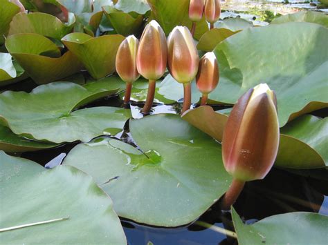 Filewater Lilies 01 Wikimedia Commons