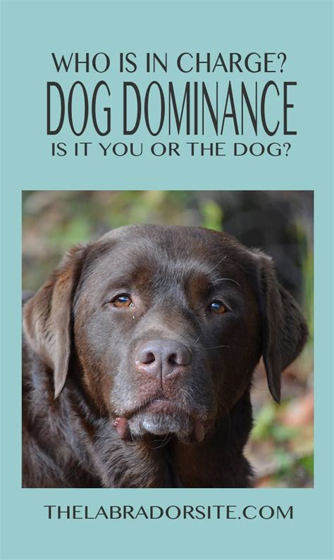 Alpha Dog The Important Facts About Dog Dominance And Pack Leadership
