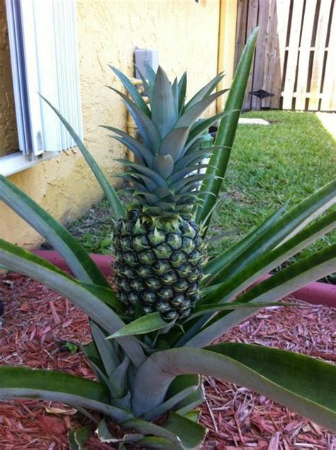 I Am Growing My First Pineapple Plant In South Florida