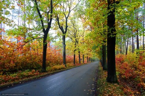 Scaricare Gli Sfondi Autunno Stradale Foresta Alberi Sfondi Gratis