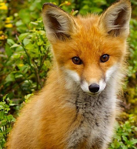 A Close Up Of A Small Fox In The Grass And Bushes Looking At The Camera