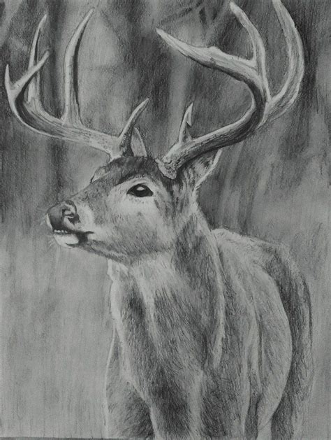Pin By G C On Wildlife Art Deer Sketch Deer Drawing Wildlife Paintings