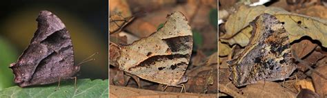 Common Evening Brown Melanitis Leda Ismene Dry Season Fo Flickr