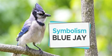 What Is A Blue Jay A Sign Of Simon Thretent