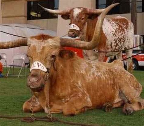 Bevo Xiii Bevo Xiv Bevo University Of Texas Texas Longhorns Cow