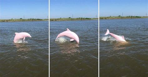 Pinky The Rare Pink Dolphin Has Been Spotted In Louisiana Waters Pink
