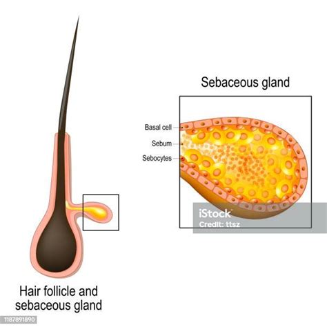 Hair Follicle Cross Section Of Sebaceous Gland Stock Illustration