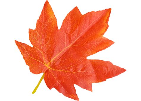 Maple Leaf Leaflet Autumn Leaves Red Vector Maple Leaf Fall Fallen