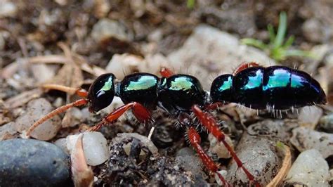 How To Identify Different Types Of Australian Ants