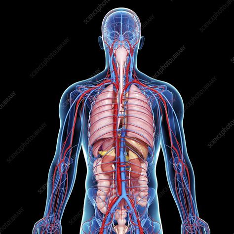 Its meant to clearly show muscle definition under skin. Male anatomy, artwork - Stock Image - F006/0018 - Science ...