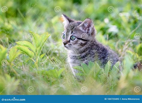 Small Charming Kitten Stock Image Image Of Lovely Brown 184725405
