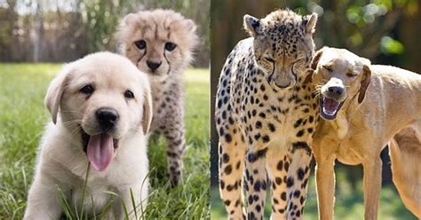 Cheetahs Are So Shy And Anxious They Need Dogs To Help Them Chill And Make
