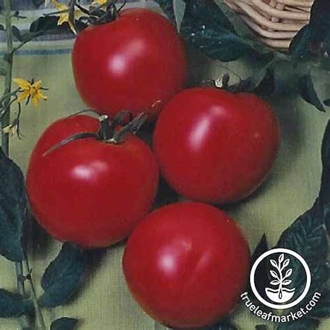Tomatoes Are A Popular Addition To The Veggie Garden Have You Tried