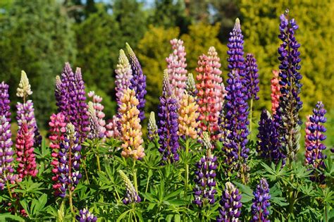 Dafür nimmt ihre bedeutung in der bis auf spezielle ausnahmen sind lupinen giftig und können schnell für ernsthafte beschwerden bei. 40 HQ Images Wann Blühen Lupinen : Lupinen Giftig Lupinen ...