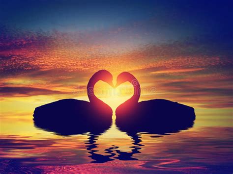 Two Swans Making A Heart Shape At Sunset Valentine S Day Stock Image