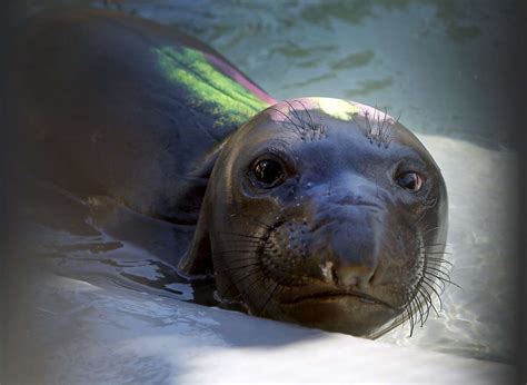 Marine Mammal Center Celebrates 40th By Saving Sea Lions