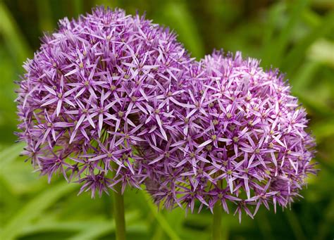 Purple Allium Flowers Come In Both Pure Species And Hybrid Crosses