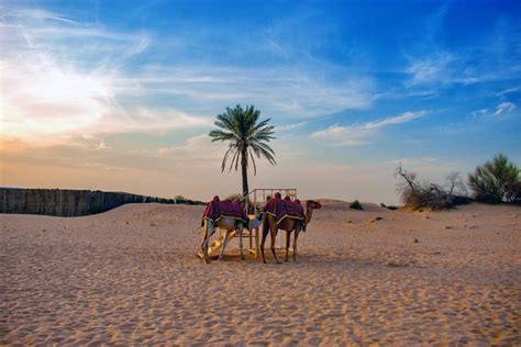 Camel Ride Desert Safari Tour From Doha Desert Safari In Qatar Doha