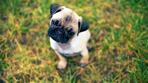 Free wallpapers 1080x1080 animals, dogs for background and screensaver. Pug Puppies Wallpapers - 1920x1080 - 603506