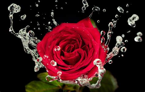 Wallpaper Water Drops Rose Red Red Water Beautiful Roses