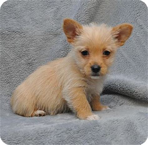 German shepherd dog dogs for adoption in georgia (ga), usa. Atlanta, GA - Terrier (Unknown Type, Small) Mix. Meet ...