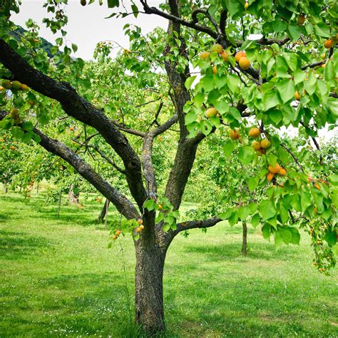 Moorpark Apricot Tree Green Thumbs Garden
