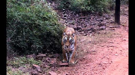 Bandhavgarh National Park Safari Multiple Tiger Sighting Youtube