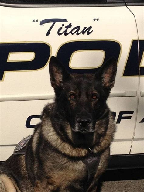 Alexandria Police Remember Retired K9 Titan Old Town Alexandria Va Patch