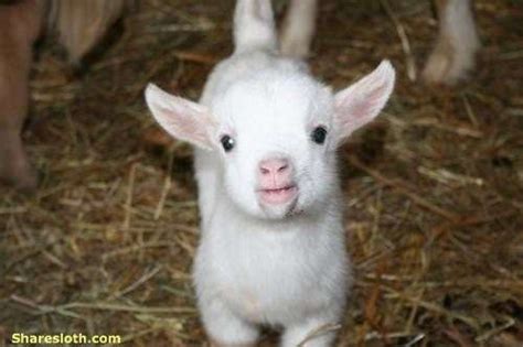 Cute Baby Goat Pictures Sharesloth