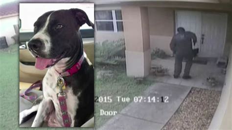 Florida Cop Shoots Kills Dog After Escaping Owners House