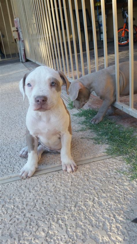 Probulls xl american bullies and xl pitbull puppies are available anywhere in the world including for those who require shipping to az, we would be happy to set up puppy shipping for you at your. American Pit Bull Terrier Puppies For Sale | Glendale, AZ #248911