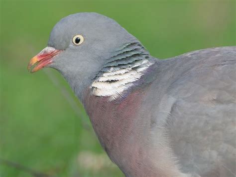 Britains National Bird In Takeover Bid Birdguides